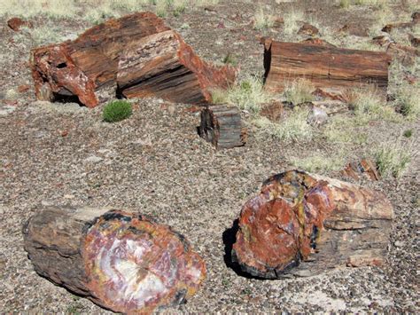 Petrified Forest National Park Fossils Petroglyphs And The Painted