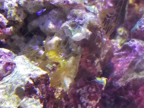 Healthy well maintained planted tanks can and should be completely free of these algae types. Is this brown hair algae? | REEF2REEF Saltwater and Reef ...