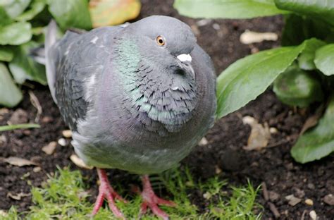 Fat Pigeon Cristiano Betta Flickr