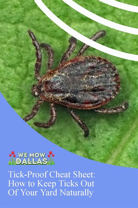 Tick Proof Cheat Sheet How To Keep Ticks Out Of Your Yard Naturally