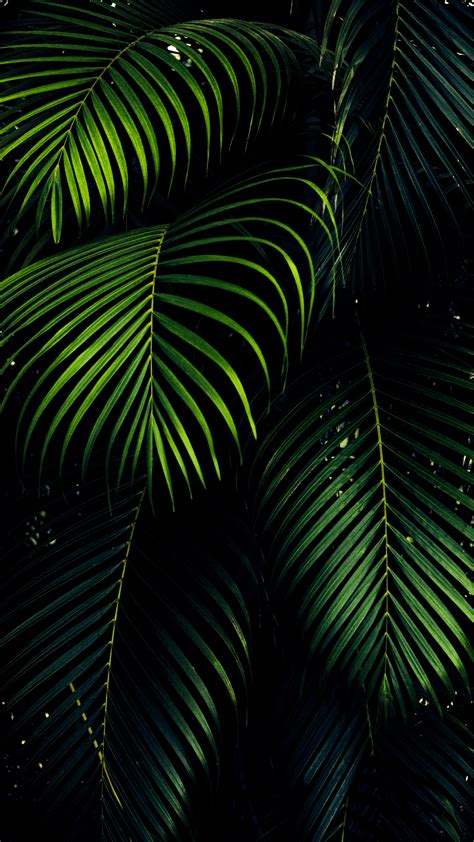 Green Leaf Aesthetic Wallpapers Wallpaper Cave