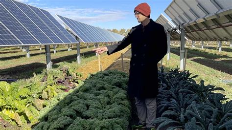 Colorado ‘solar Garden Grows Crops Under The Solar Panels That Provide Power For 300 Homes