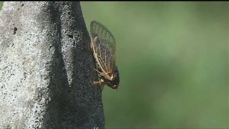 Cicadas Emerge After 13 Years