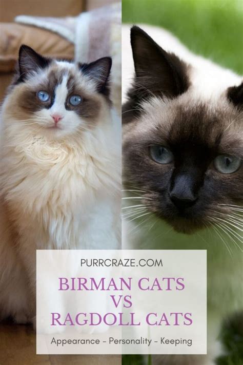 The Difference Between Birman Cats And Ragdoll Cats Purr Craze