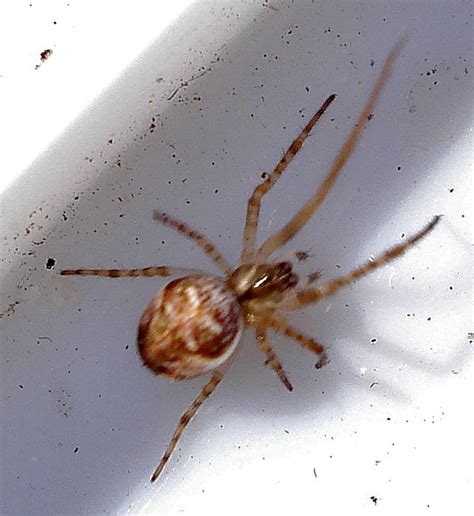 British Spiders Mick Talbot Flickr