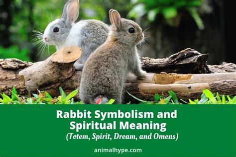 Rabbit Symbolism And Meaning Totem Spirit And Omens Animal Hype