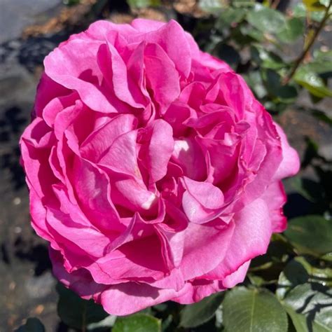 Queen Adelaide Rose Flower Power