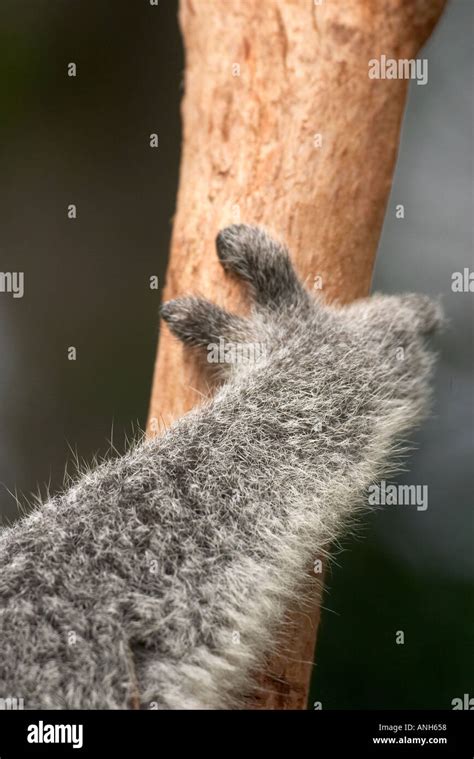 Koala Paw Australia Phascolarctos Cinereus Stock Photo Alamy