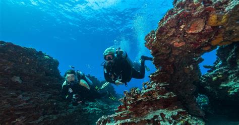 Oahu Shallow Reef Scuba Dive For Certified Divers Getyourguide