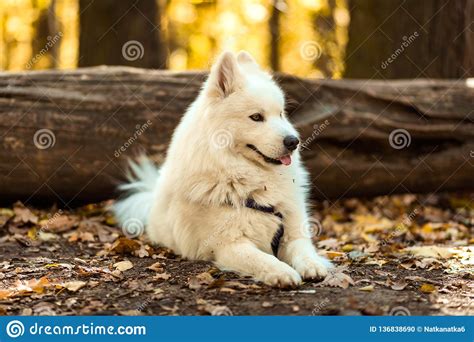 Dog Breed Samoyed Husky Doggy Portrait Stock Photo Image Of