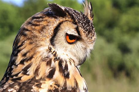 32 photos · curated by ben ewert. Free picture: bird, owl, animal, feather, predator