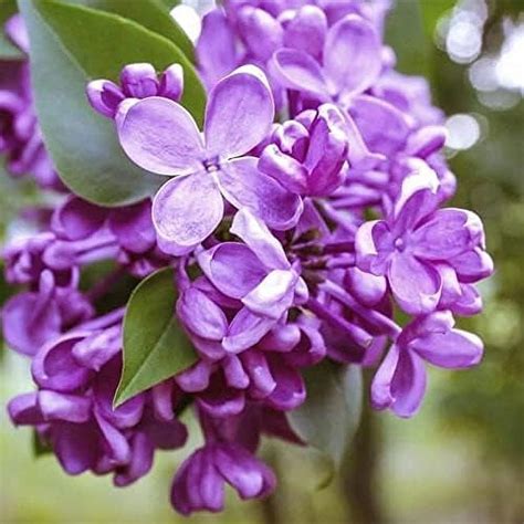 Japanese Tree Purple Lilac Seeds Perennial Powerful Lovely Fragrant Syringa Striking Privacy