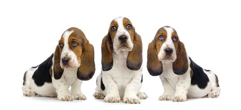 Everything You Wanted To Know About Basset Hounds Love And Kisses Pet