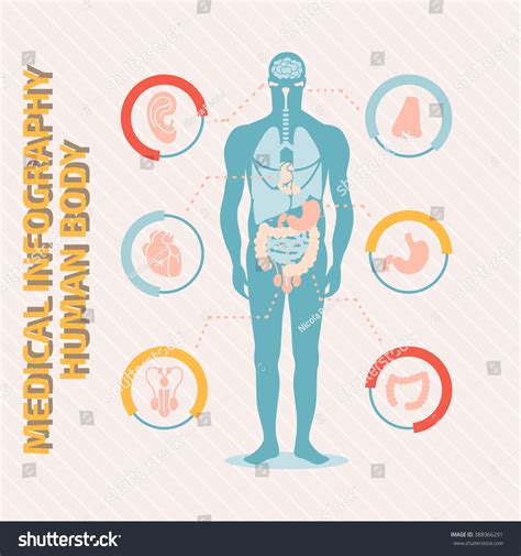 Medical Infographic Human Body Stock Vector Illustration 388966291