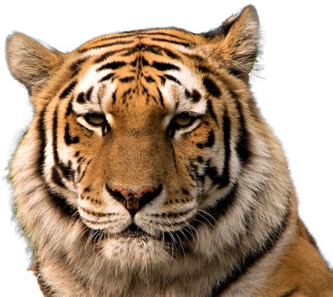 Download Tiger Head Png Tiger Face Transparent