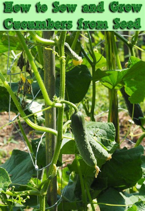 When to sow seeds outside: How to Sow and Grow Cucumbers from Seed | Cucumber plant ...