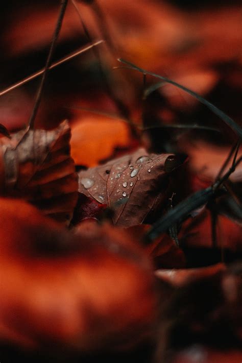 Leaf Drops Moisture Macro Autumn Hd Phone Wallpaper Peakpx