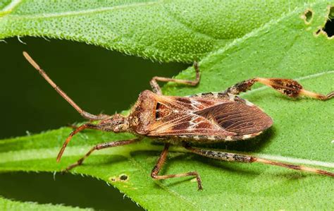 Ram Wildlife And Pest Management A Guide To Western Conifer Seed Bugs