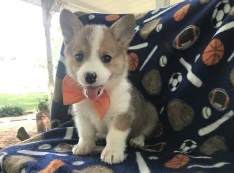 His country of origin is wales. Pembroke Welsh Corgi Puppies For Sale | Miami, FL #281049