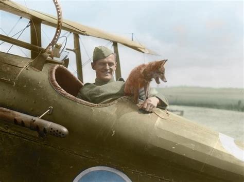 Stubby The Spycatcher And The Hero Animals Of World War I Herald Sun