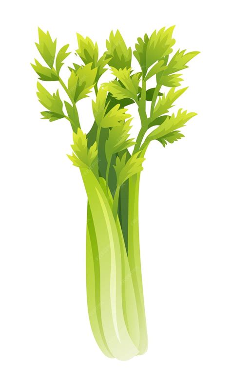 Premium Vector Celery Vector Illustration Fresh Vegetable Isolated On