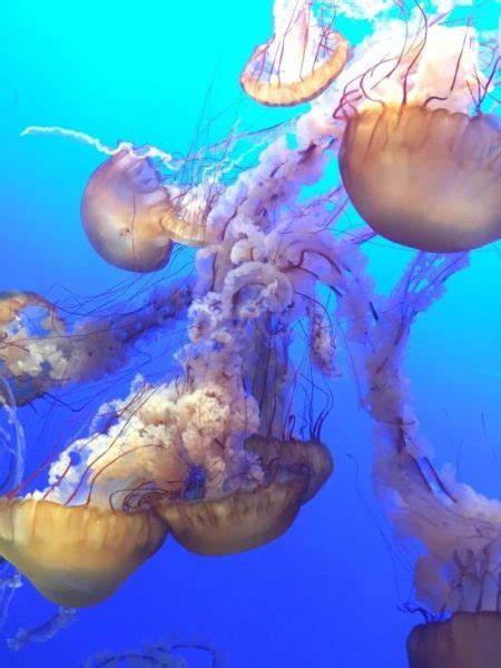 A New Book On Jellyfish Is Filled With Wonder And Climate Change Woes