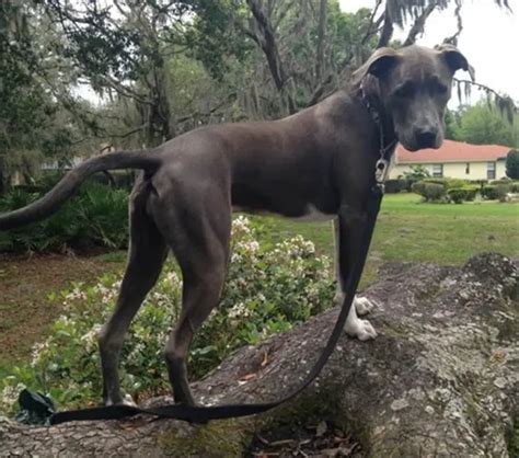 Great Dane Pitbull Mix：everything You Would Like To Know Ebknows