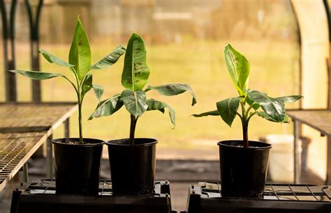 Genetically Modified Bananas Out To Stop Cavendish Catastrophe