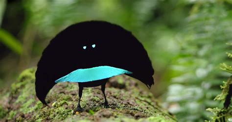 New Bird Of Paradise Slides Around Sporting A Bright Blue Frown Audubon