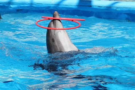 Marine Biologist Dolphin Trainer