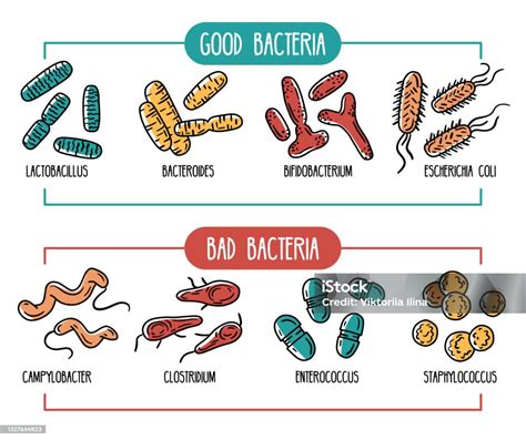Ilustración De Infografía Vectorial De La Microbiota Intestinal Humana