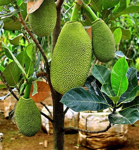 Growing Jackfruit In Containers How To Grow Jackfruit Tree