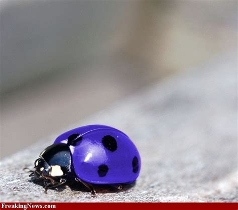 Blue Ladybug Ladybug Pictures Purple Ladybugs Funny Ladybugs