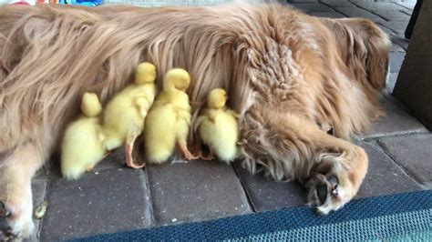 Golden Retriever And Baby Ducklings Youtube