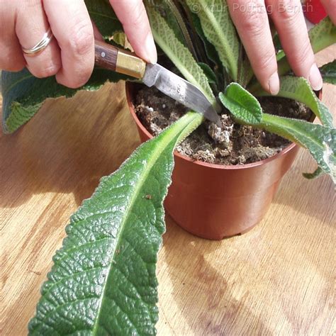 Hows To Take Leaf Cuttings