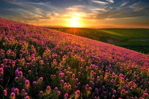 Nature Landscape Sunset Flowers Hill Field Spring Wildflowers Hd