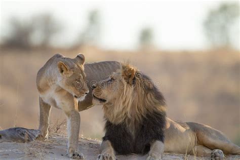 Leões Acasalando Na Natureza Foto De Stock Imagem De Reserva