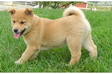 Shiba Inu Puppy For Sale Near State College Pennsylvania