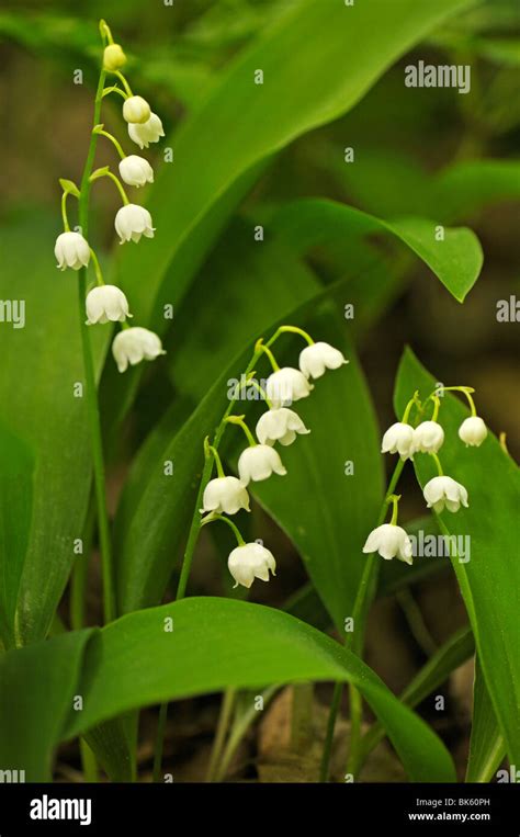 Lily Of The Valley Convallaria Majalis Flowering Plants Stock Photo