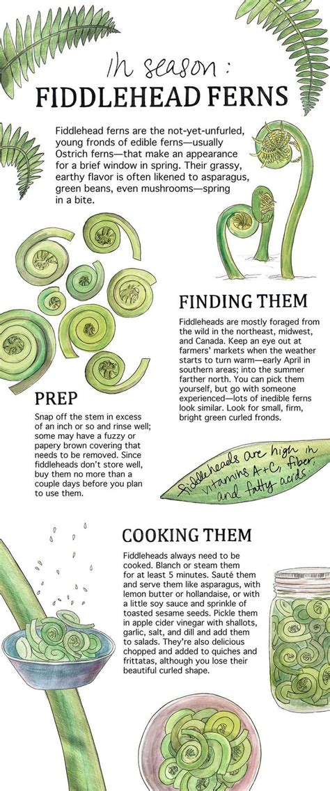 How The Heck Should You Cook With Fiddlehead Ferns Eating Flowers