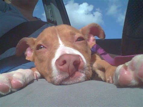 On average, a pit bull puppy can run 25 miles and above per week. VIDEO: Pit bull puppy Phoenix has cleft palate, needs thousands of dollars of surgery and care