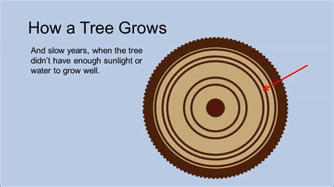 How A Tree Grows Youtube