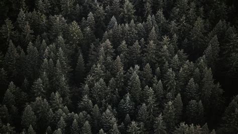1366x768px Free Download Hd Wallpaper Green Pine Trees Top View