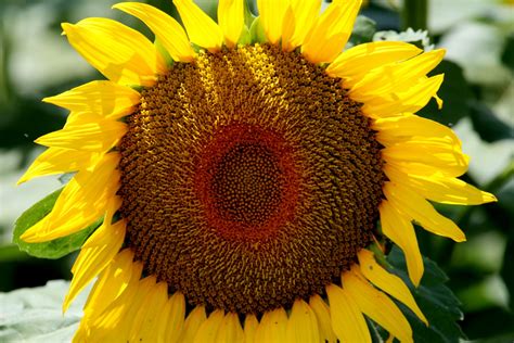 Tuckertown: Sunflowers Last Stand