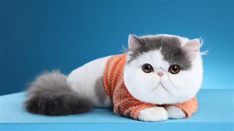Cute Chubby White Cat Is Lying Down On Blue Table In Blue Background Hd