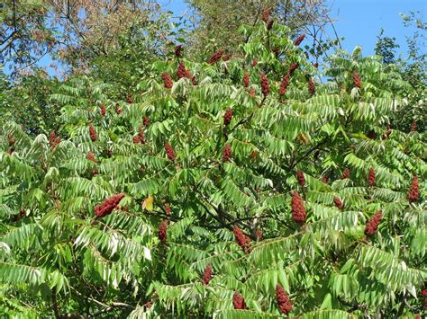 Download Free Photo Of Rhus Typhinastaghorn Sumacstags Horn Sumac