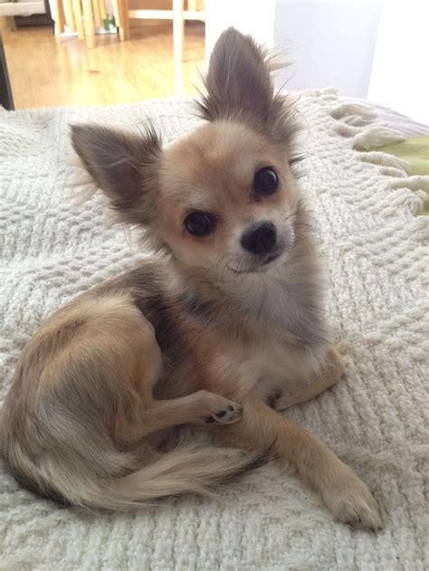 Facts About Long Hair Chihuahua Chihuahua Puppies Dog Breeds Chihuahua