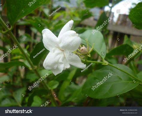 Jasminum Sambac Called Melati Putih White Stock Photo 2195610765