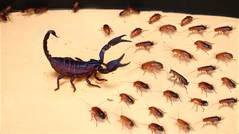 What If The 1000 Hungry Cockroaches Sees Scorpion Scorpion Vs 1000 Cockroaches Youtube