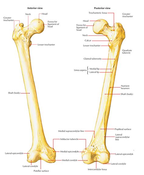 Where Is The Femur Located Labquiz